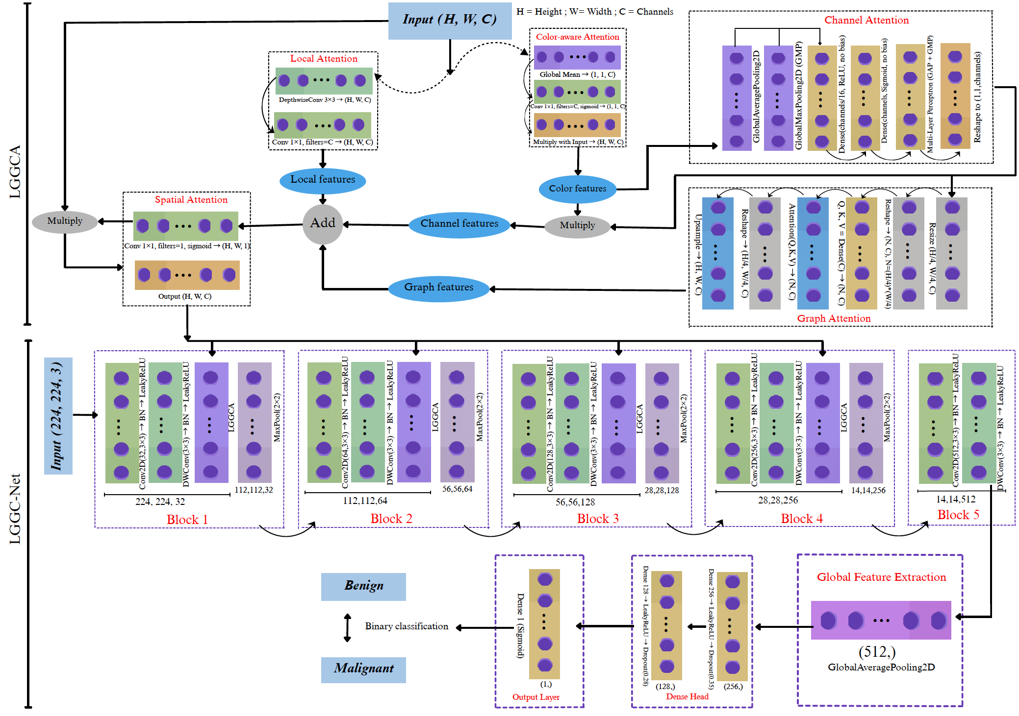 LGGC-Net: a local-global graph and color attention-based lightweight CNN for skin cancer classification