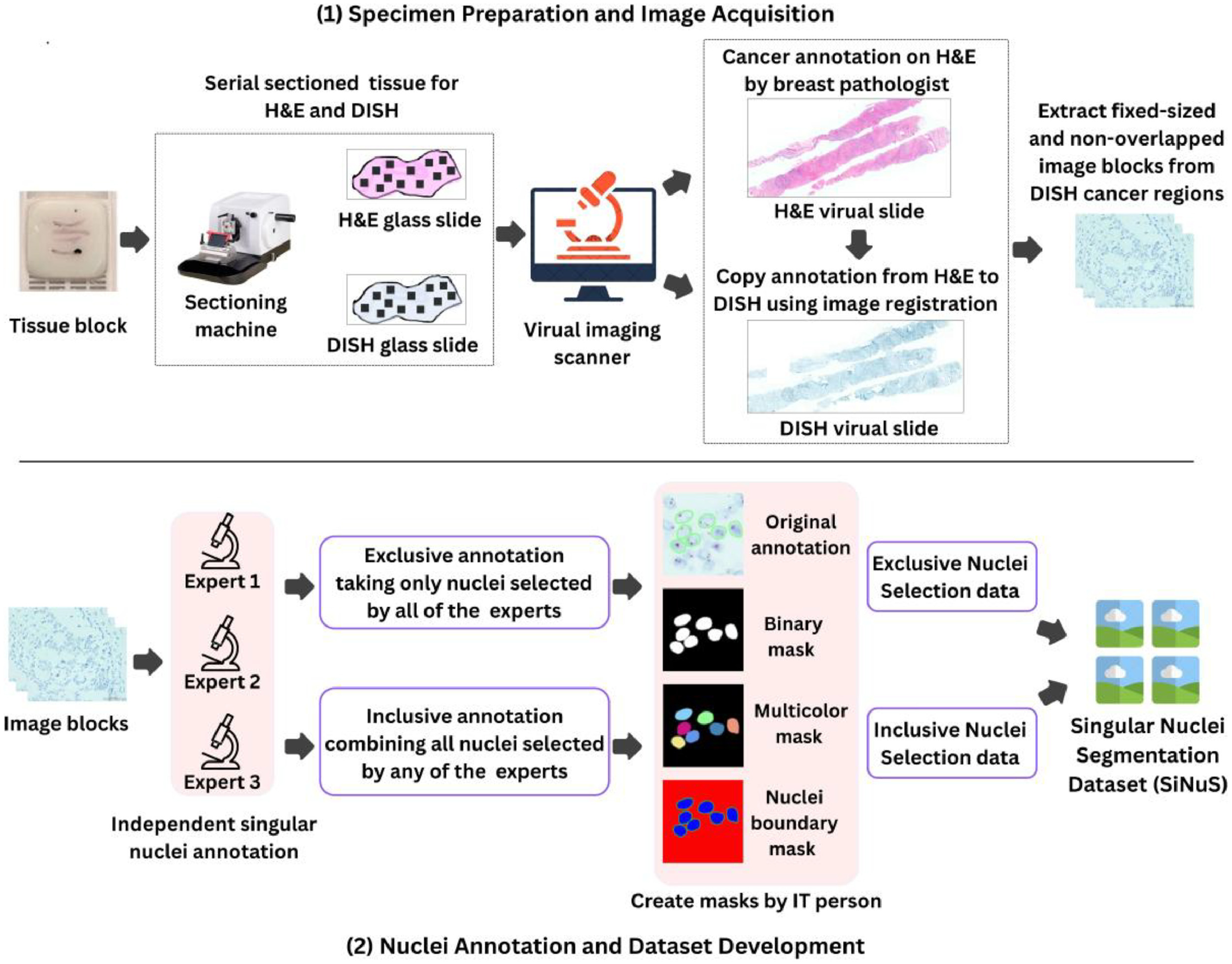 SiNuS: A Comprehensive Dataset for Singular Nuclei Segmentation for HER2 Grading of Breast Cancer
