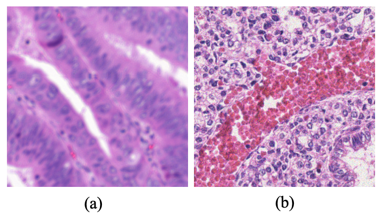 Practical image quality evaluation for whole slide imaging scanner